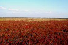 沿海灘涂珍禽國家級自然保護區風景