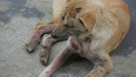 犬蠕形蟎病 犬蠕形蟎病