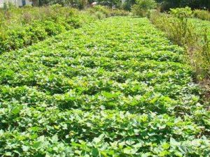 小江自然村 小江自然村