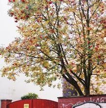 傷春悲秋 傷春悲秋