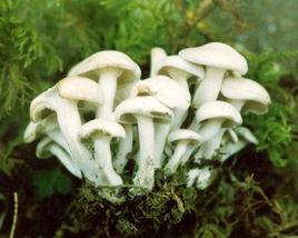 荷葉離褶傘 荷葉離褶傘