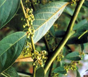 獨龍木姜子 獨龍木姜子