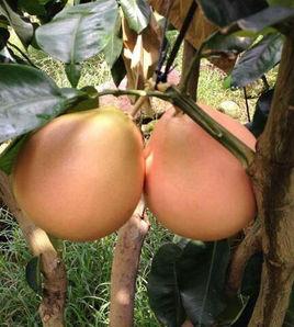 紅中紅蜜柚 紅中紅蜜柚