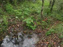 棘螈自然保護園