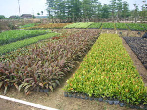 亮葉龍船花 亮葉龍船花