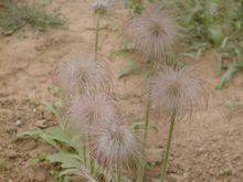 白頭翁[毛茛科草本植物]