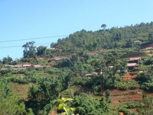 大紅毛樹自然村 大紅毛樹自然村