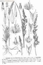 藏野青茅(原變種) 藏野青茅(原變種)