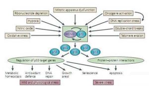 基因轉變 基因轉變