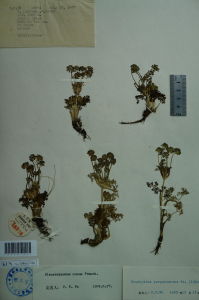 矮稜子芹 矮稜子芹