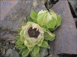 天山雪蓮培養物 天山雪蓮培養物