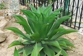 狐尾龍舌蘭 狐尾龍舌蘭