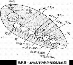 （圖）氧化磷酸化體