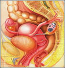 盆腔器官解剖圖