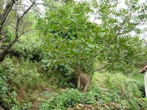 響水自然村[雲南保山昌寧縣更戛鄉田頭村委會響水自然村]