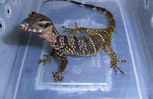 粗頸巨蜥 粗頸巨蜥