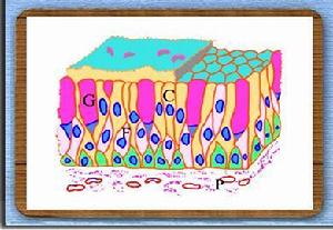 假復層柱狀上皮 假復層柱狀上皮