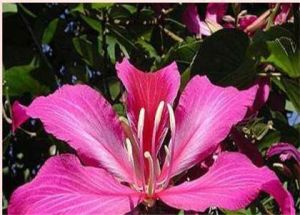 布萊克羊蹄甲 布萊克羊蹄甲