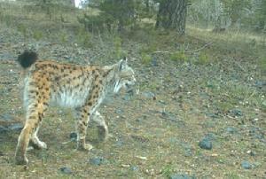 猞猁高加索亞種