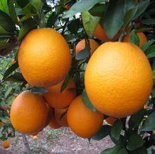 甜橙果實