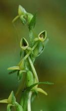 弓背舌唇蘭 弓背舌唇蘭