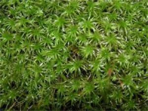 擬綠色明葉蘚 擬綠色明葉蘚