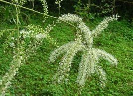 短果升麻 短果升麻