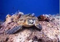 海龜島[馬來西亞島嶼]