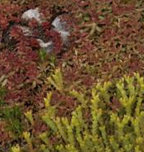 硬毛鍾萼鼠尾 硬毛鍾萼鼠尾