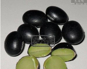 假黑豆