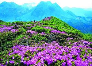 崖壁杜鵑 崖壁杜鵑