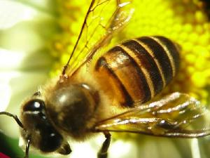 （圖）蜜蜂博物館