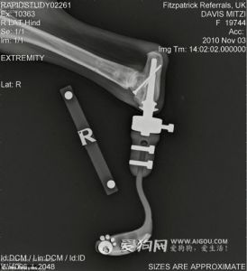 安裝義肢爪子後，米特茲可以正常的行走