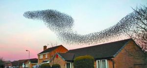 恐怖！數千隻八哥擺出眼鏡蛇造型——絕對驚悚!