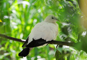 橫斑皇鳩 橫斑皇鳩