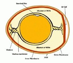 尿囊漿膜 尿囊漿膜