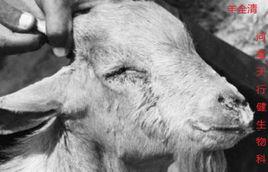 羊小反芻 羊小反芻