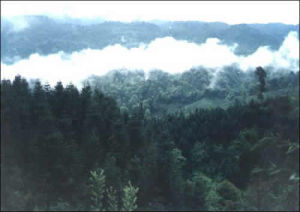 鐵峰山森林公園