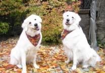 斯洛伐克楚維卡犬