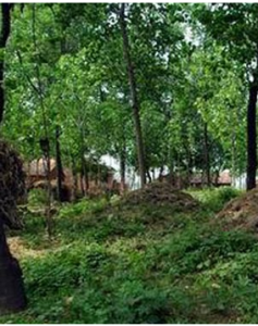 寬脈珠子木 寬脈珠子木