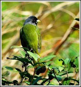 領雀嘴鵯 領雀嘴鵯