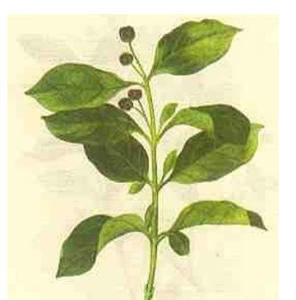 銀絲杜仲 銀絲杜仲