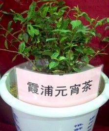 霞浦元宵茶 霞浦元宵茶