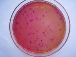 食品衛生微生物學檢驗總則