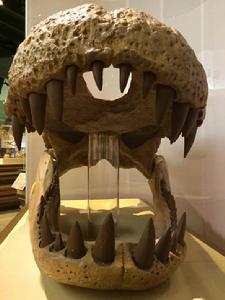 普魯斯鱷巨大寬厚的頜骨