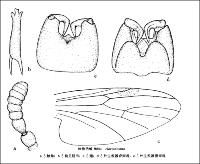 棒角毛蚊 棒角毛蚊