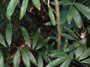 小鉤葉藤 小鉤葉藤