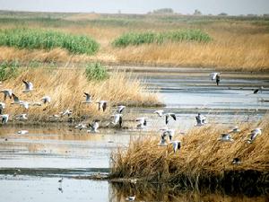 山水綠生態棲息地 山水綠生態棲息地