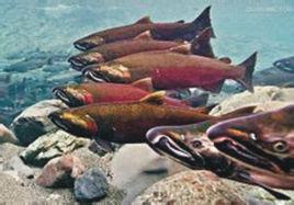 花羔紅點鮭 花羔紅點鮭