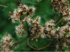 異葉柊樹 異葉柊樹